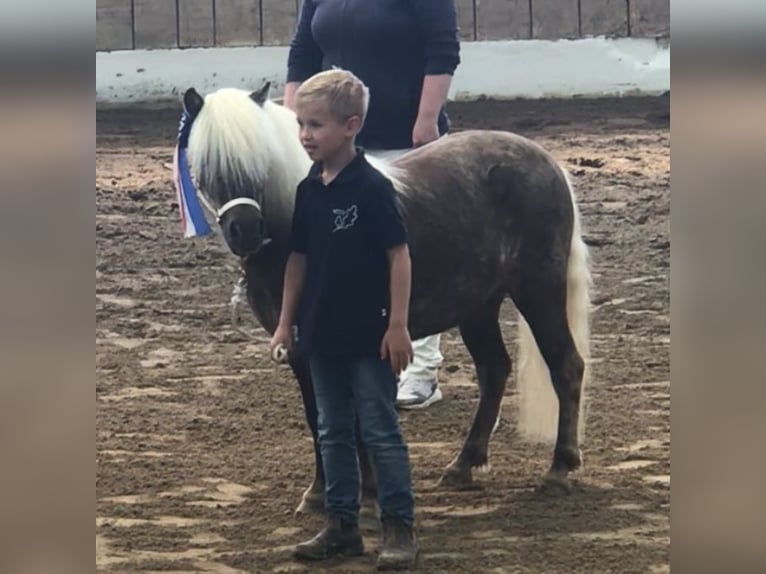 Shetland Giumenta 8 Anni 104 cm  in Elsdorf-Westermühlen