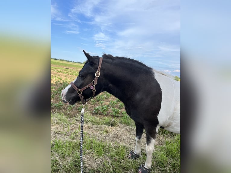 Shetland Giumenta 8 Anni 105 cm Pezzato in Alfdorf