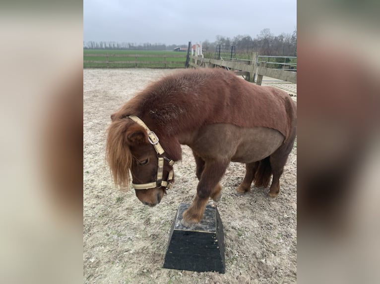 Shetland Giumenta 8 Anni 106 cm Sauro scuro in Berltsum