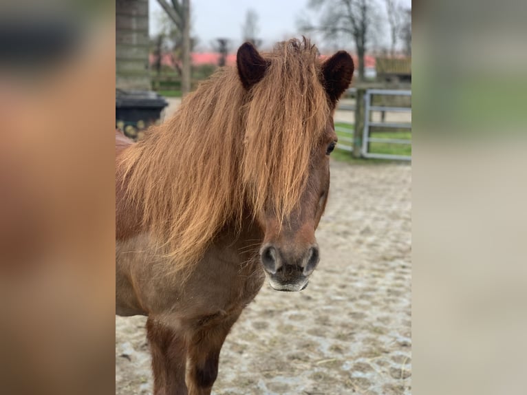 Shetland Giumenta 8 Anni 106 cm Sauro scuro in Berltsum