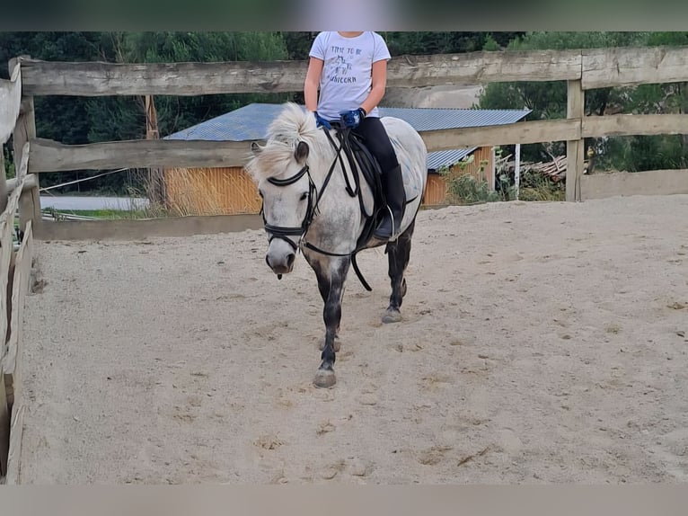 Shetland Giumenta 8 Anni 110 cm Grigio in Thannhausen