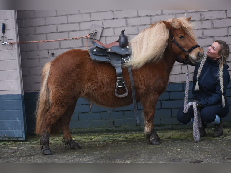 Shetland Giumenta 8 Anni 117 cm Sauro in Achtmaal