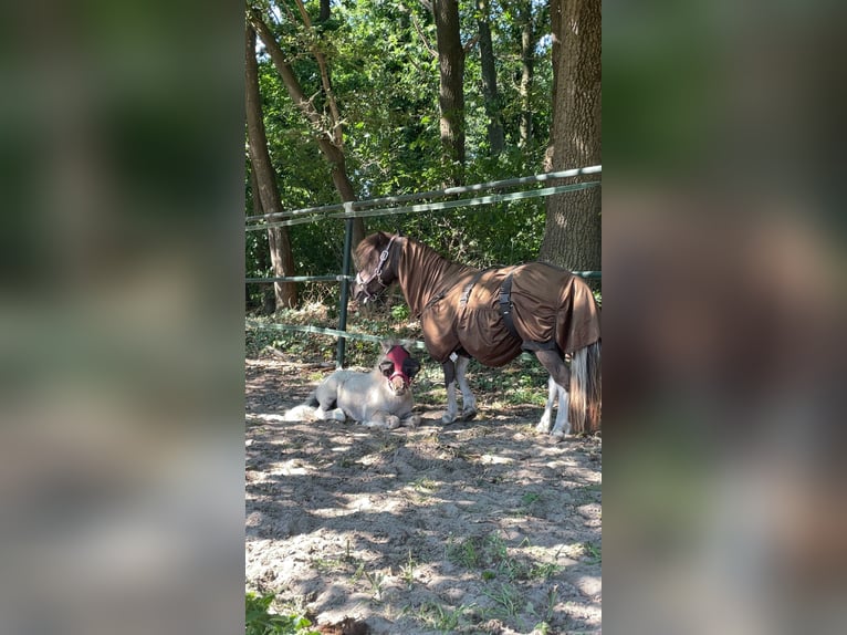 Shetland Giumenta 8 Anni 85 cm Pezzato in Grave