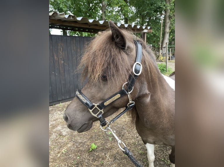 Shetland Giumenta 8 Anni 85 cm Pezzato in Grave