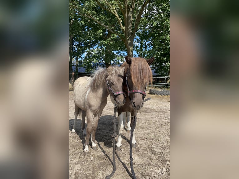 Shetland Giumenta 8 Anni 85 cm Pezzato in Grave