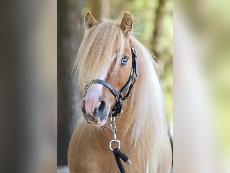 Shetland Giumenta 8 Anni 85 cm Pezzato in Grave