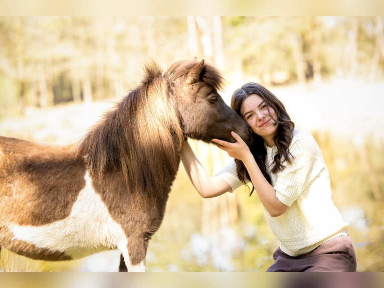 Shetland Giumenta 8 Anni 85 cm Pezzato in Grave