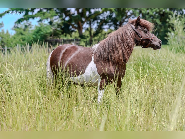 Shetland Giumenta 8 Anni 85 cm Pezzato in Grave