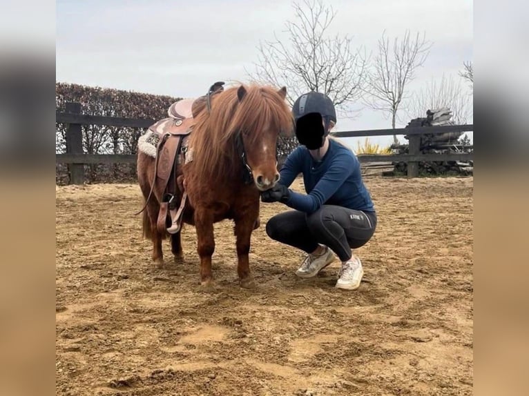 Shetland Giumenta 8 Anni 86 cm  in Daleiden