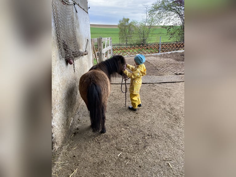 Shetland Giumenta 8 Anni 90 cm Baio scuro in Aying