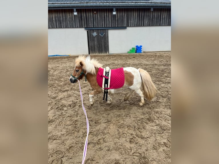 Shetland Giumenta 8 Anni 90 cm  in Daleiden