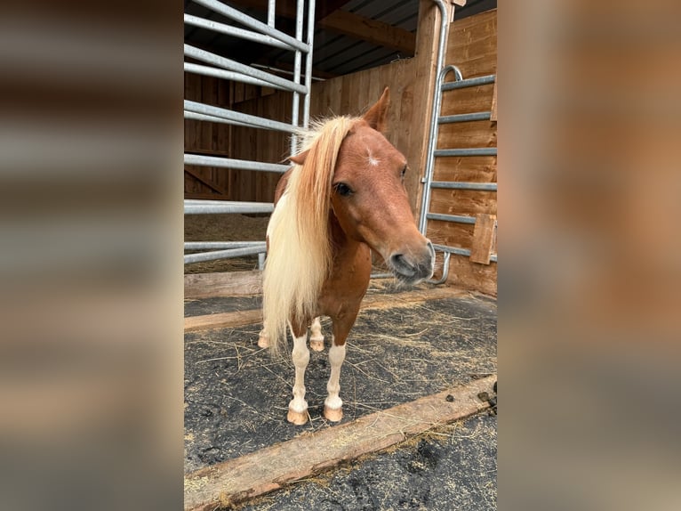 Shetland Giumenta 8 Anni 93 cm Pezzato in Daleiden