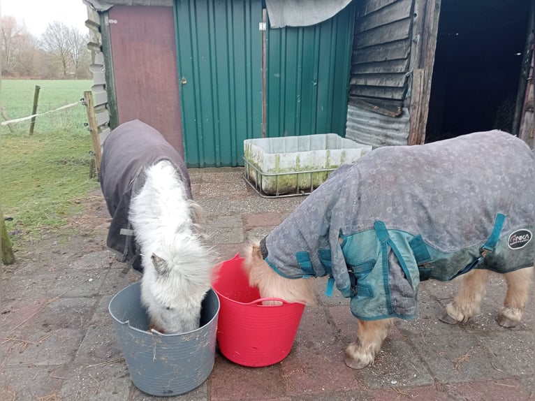 Shetland Giumenta 8 Anni in Boxtel