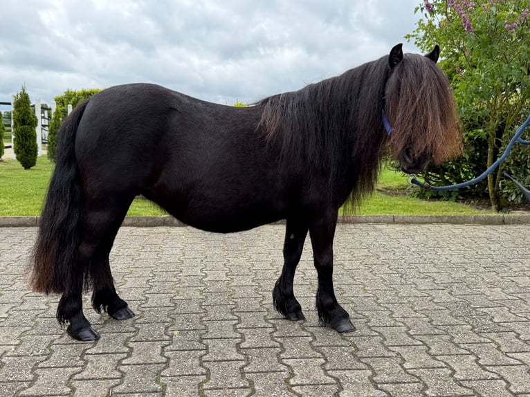 Shetland Giumenta 8 Anni Morello in Nordwalde