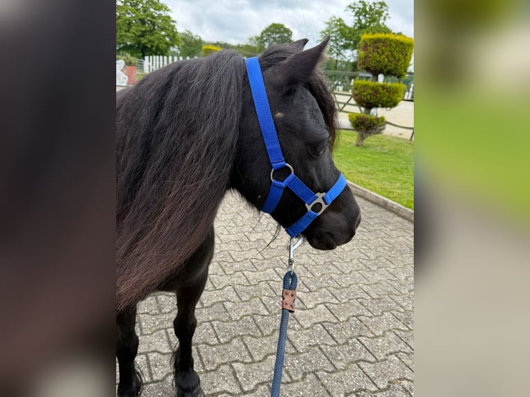Shetland Giumenta 8 Anni Morello in Nordwalde