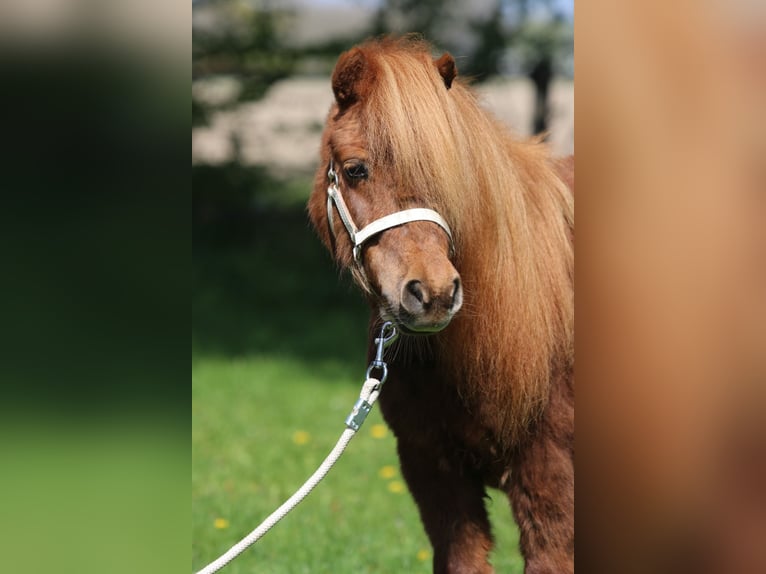 Shetland Giumenta 8 Anni Sauro in Emmeloord