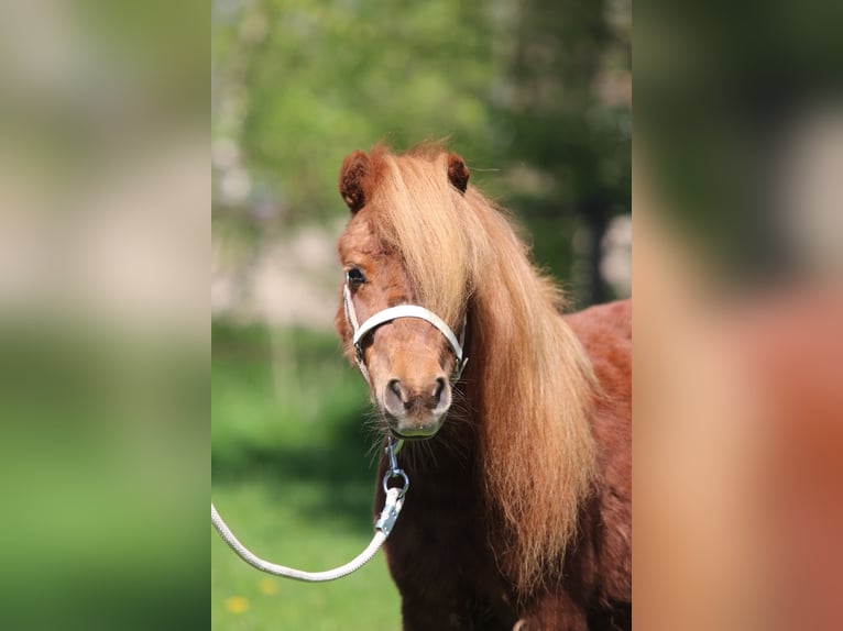 Shetland Giumenta 8 Anni Sauro in Emmeloord