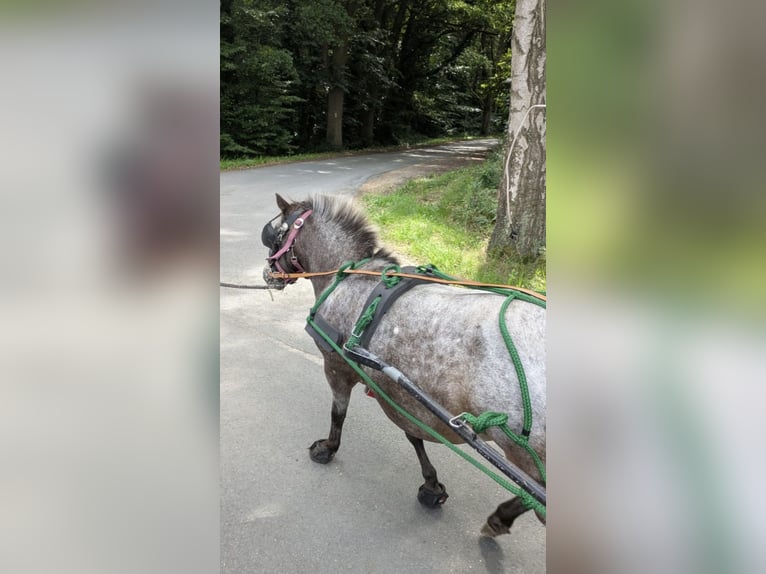 Shetland Giumenta 9 Anni 100 cm in Gronau (Westfalen)