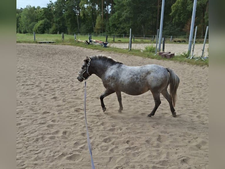 Shetland Giumenta 9 Anni 100 cm in Gronau (Westfalen)
