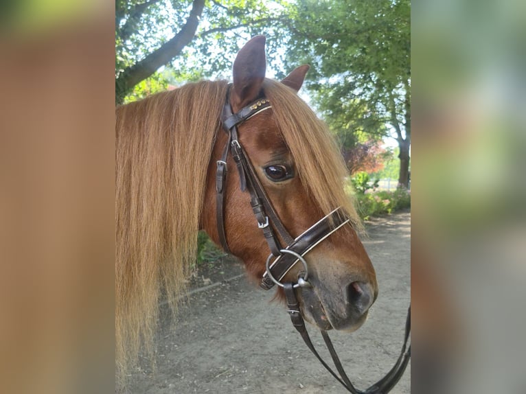 Shetland Giumenta 9 Anni 100 cm Sauro in Nidderau