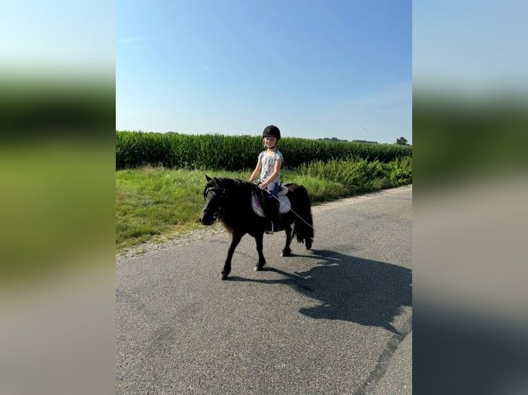 Shetland Giumenta 9 Anni 106 cm Morello in Ospel