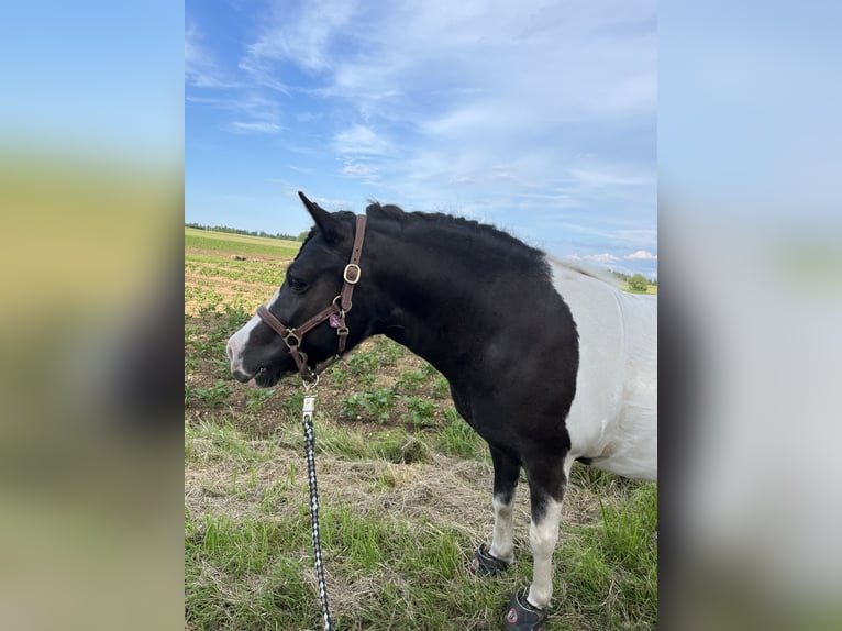 Shetland Giumenta 9 Anni 106 cm Pezzato in Alfdorf