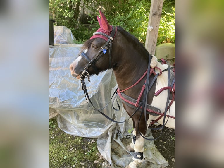 Shetland Giumenta 9 Anni 106 cm Pezzato in Alfdorf