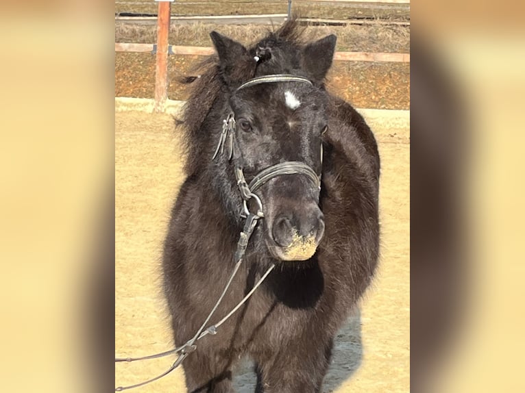 Shetland Giumenta 9 Anni 110 cm Morello in Ursensollen