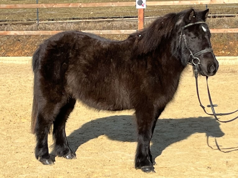 Shetland Giumenta 9 Anni 110 cm Morello in Ursensollen