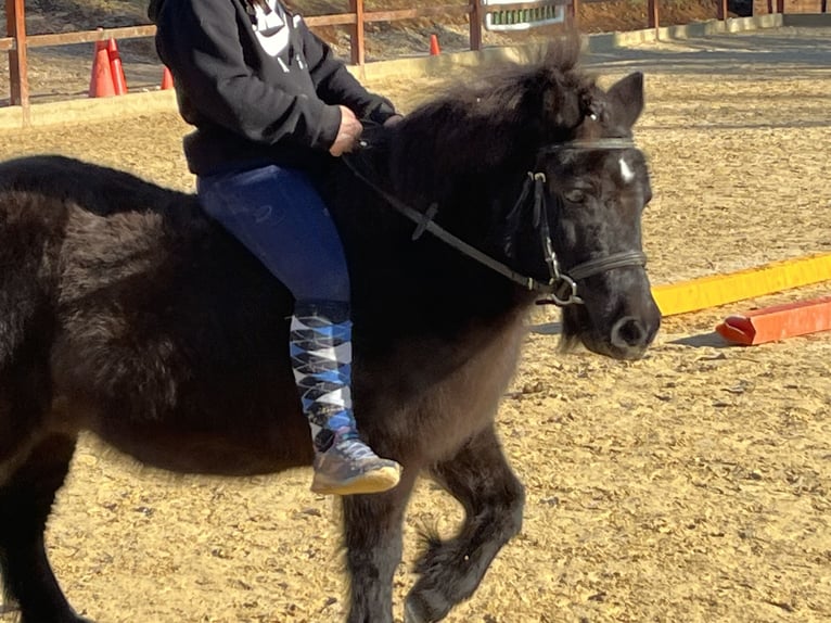 Shetland Giumenta 9 Anni 110 cm Morello in Ursensollen