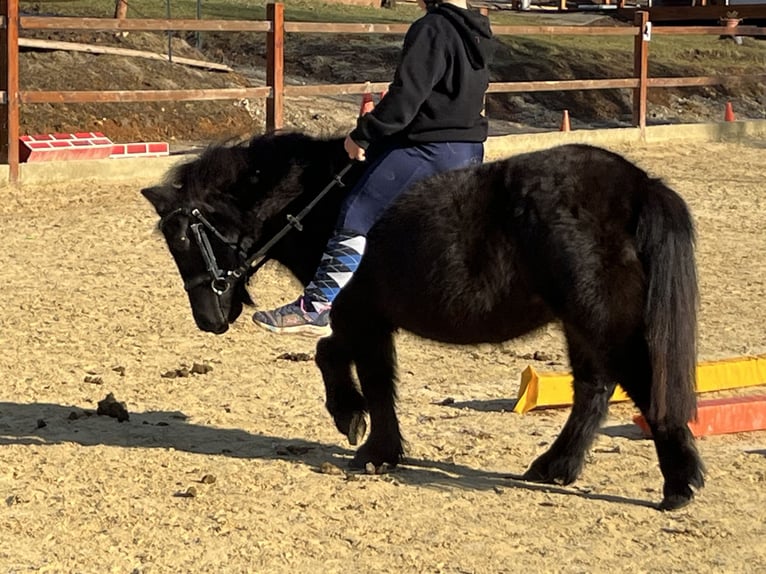 Shetland Giumenta 9 Anni 110 cm Morello in Ursensollen