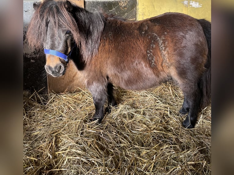 Shetland Giumenta 9 Anni 80 cm Baio in Norderstedt