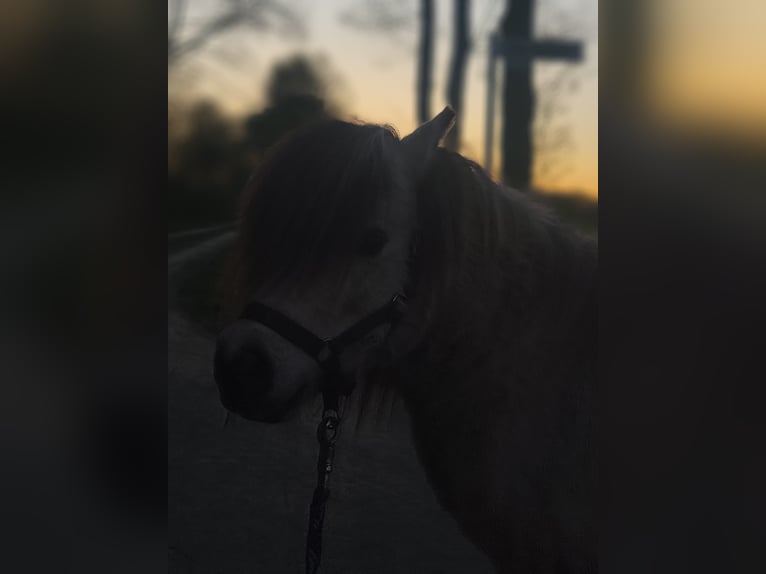 Shetland Giumenta 9 Anni 85 cm Pelle di daino in Ostbevern