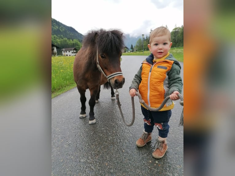 Shetland Giumenta 9 Anni 90 cm Baio in Erpfendorf