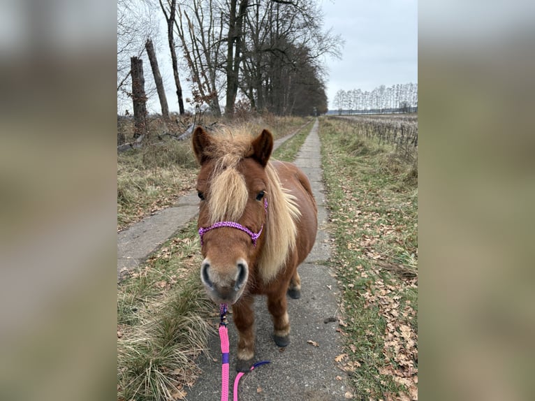 Shetland Giumenta 9 Anni 90 cm Sauro in Borgsdorf