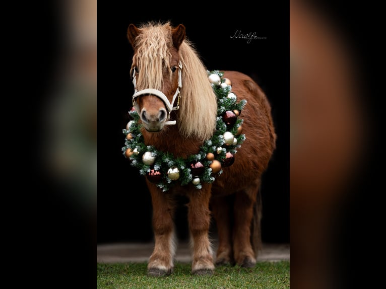 Shetland Giumenta 9 Anni 90 cm Sauro in Borgsdorf