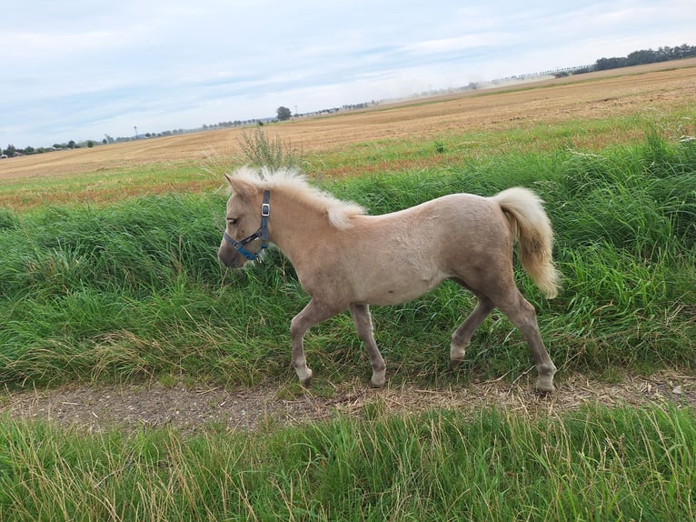 Shetland Giumenta Puledri (05/2025) 105 cm Palomino in Ebersbach Shetland Giumenta Puledri (05/2025) 105 cm Palomino in Ebersbach