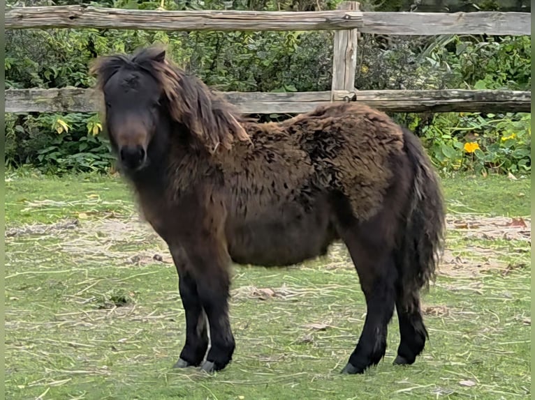 Shetland Giumenta Puledri (06/2025) Baio in Eesergroen