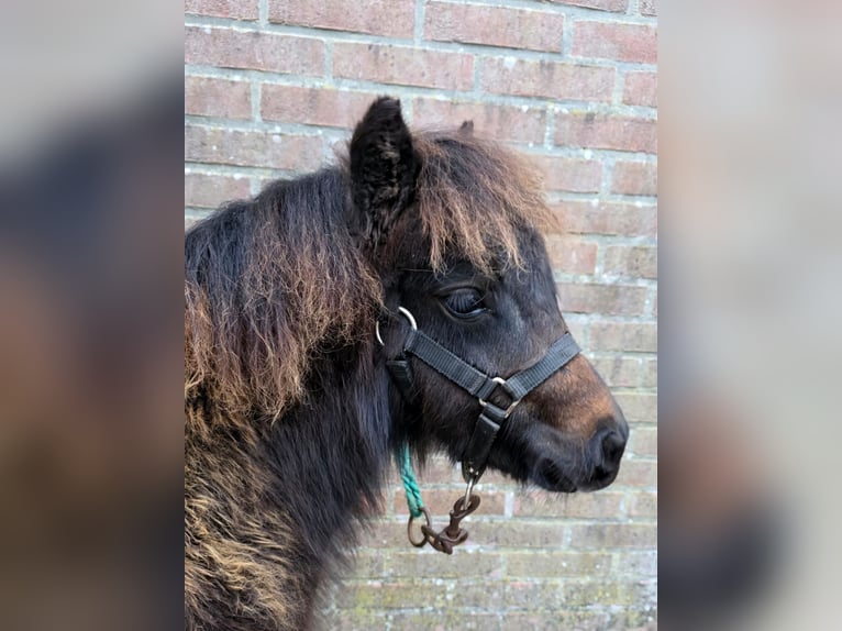 Shetland Giumenta Puledri (06/2025) Baio in Eesergroen