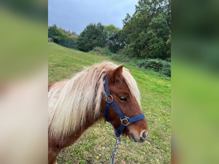 Shetland Giumenta Puledri (05/2026) Sauro in Hagenow