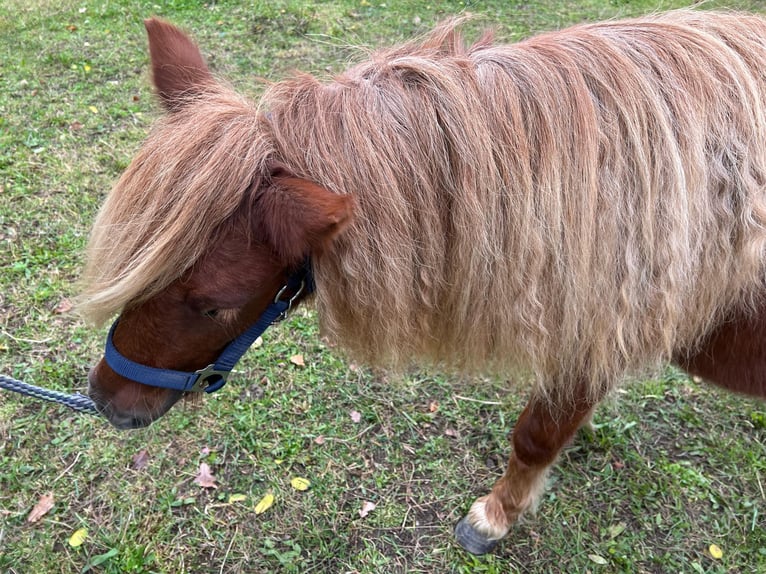 Shetland Giumenta Puledri (05/2026) Sauro in Hagenow