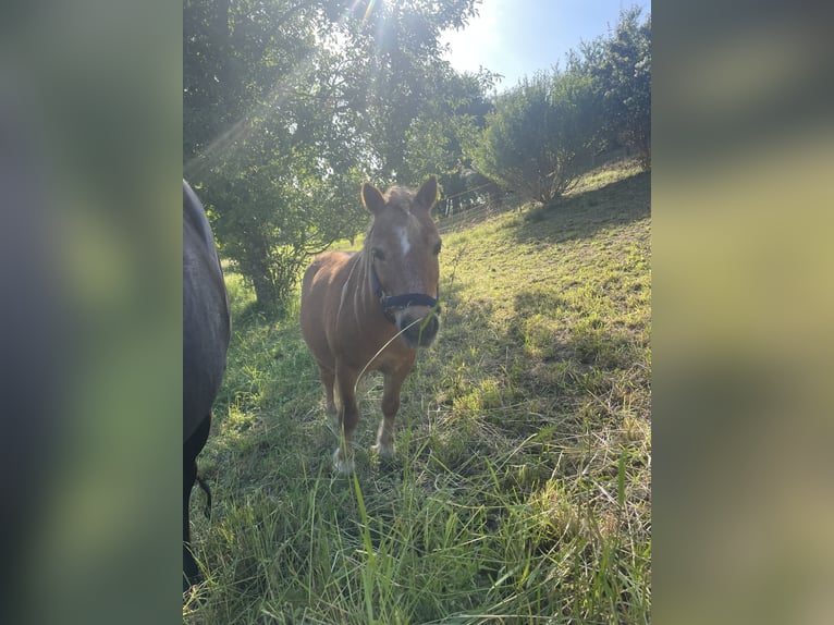 Shetland Mini Mix Castrone 12 Anni  in Kirnberg an der mank