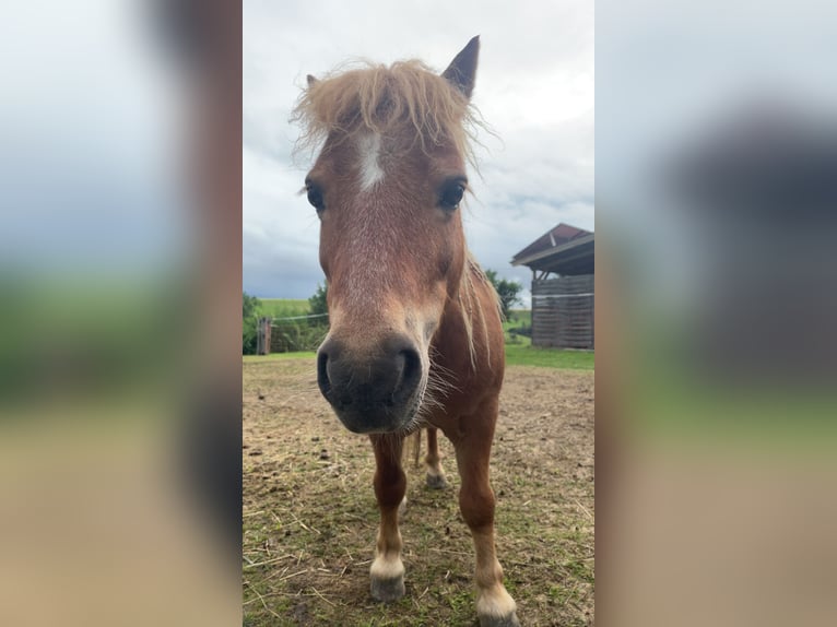 Shetland Mini Mix Castrone 12 Anni  in Kirnberg an der mank