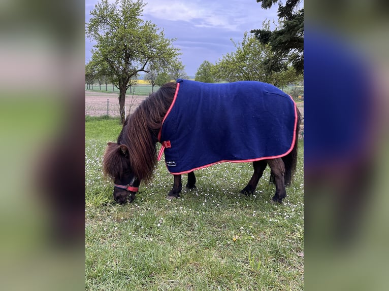Shetland Mini Castrone 13 Anni 90 cm Baio in DasselDassel