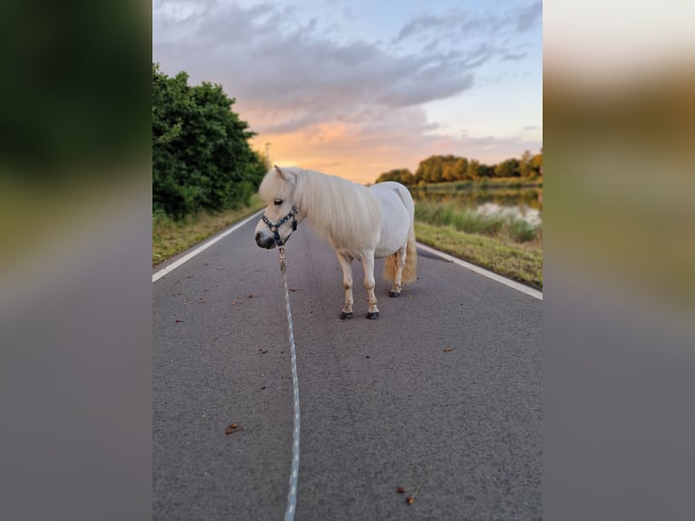 Shetland Mini Castrone 14 Anni 85 cm Grigio in Maasbüll
