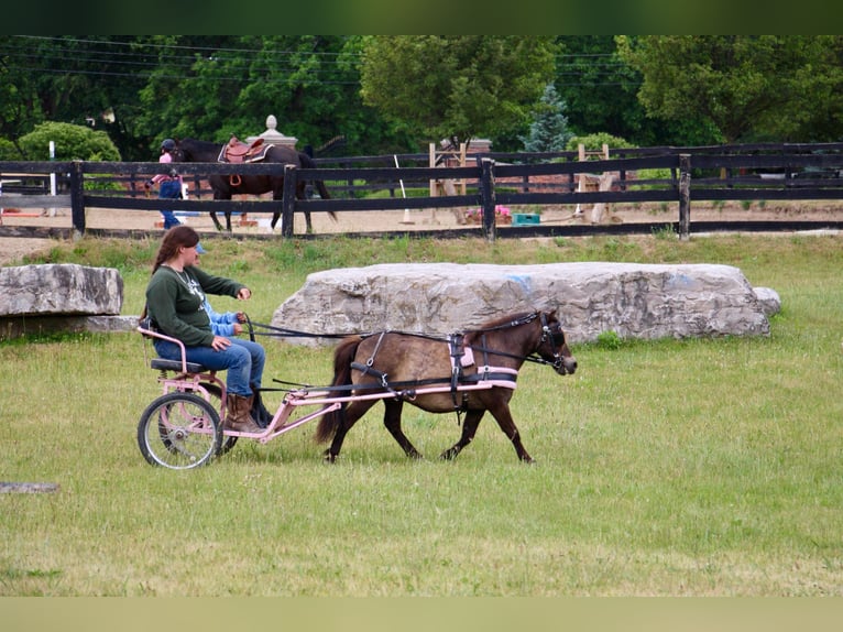 Shetland Mini Castrone 14 Anni 86 cm Pelle di daino in HIghland MI