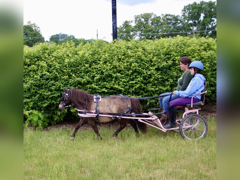 Shetland Mini Castrone 14 Anni 86 cm Pelle di daino in HIghland MI