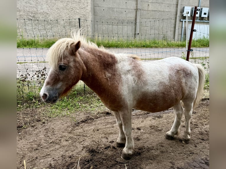 Shetland Mini Castrone 14 Anni 87 cm  in BendelinHoppenrade