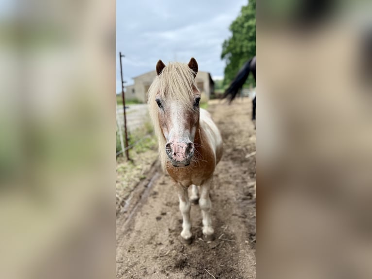 Shetland Mini Castrone 14 Anni 87 cm  in BendelinHoppenrade