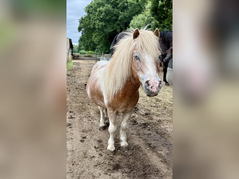 Shetland Mini Castrone 14 Anni 87 cm  in BendelinHoppenrade